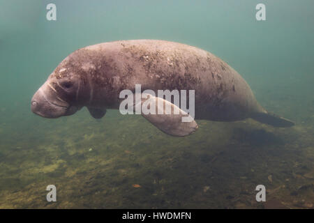 Seekuh in den Crystal River, Florida, USA Stockfoto