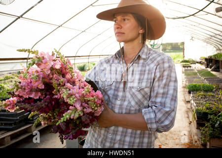 Junge Frau mit Eimer mit Löwenmäulchen (Antirrhinum) im Blumen-Bauernhof-Poly-tunnel Stockfoto