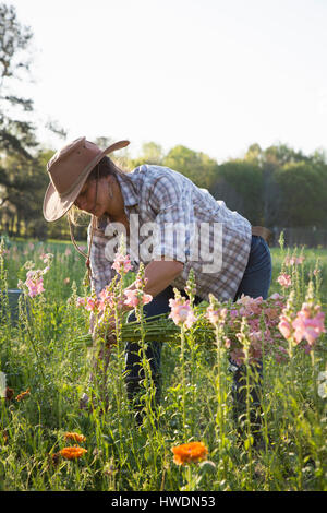 Junge Frau Blume Bauernhof Feld Löwenmäulchen (Antirrhinum) auswählen Stockfoto