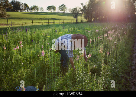 Junge Frau Blume Bauernhof Feld Löwenmäulchen (Antirrhinum) auswählen Stockfoto