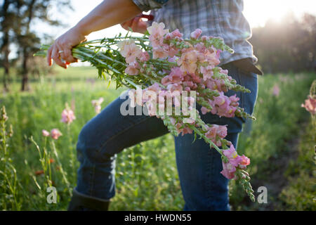 Mittelteil der Frau auswählen Blume Bauernhof Feld Löwenmäulchen (Antirrhinum) Stockfoto