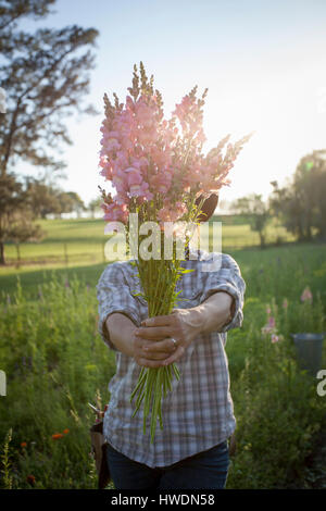 Porträt der jungen Frau mit Haufen von Löwenmäulchen (Antirrhinum) vom Bauernhof Blumenwiese Stockfoto