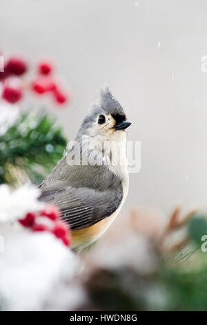 Tufted Meise Winter Vogel auf verschneite Landschaft Stockfoto