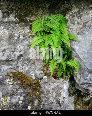 Kalkstein Farn Gymnocarpium Robertianum in einen Spalt des Karbon Kalksteins an Ricklow Dale in Derbyshire Peak District Stockfoto