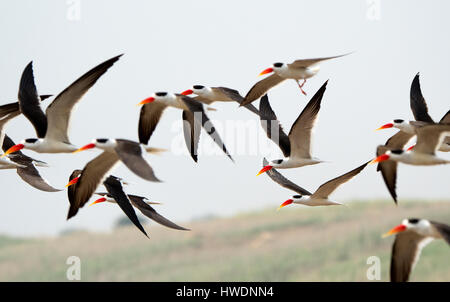 Skimmer in Chambal, MP-Indien Stockfoto