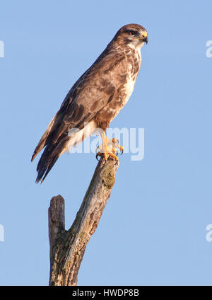 Mäusebussard Buteo buteo an Steart Sümpfe Somerset thront auf einem toten Baum für die Beute in den frühen Morgenstunden suchen Stockfoto