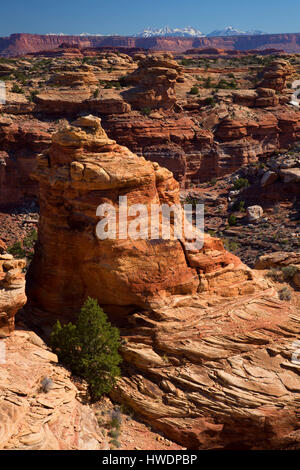 Frühling Canyon Ansicht Slickrock Fuß Weg, Canyonlands National Park, Utah. Stockfoto