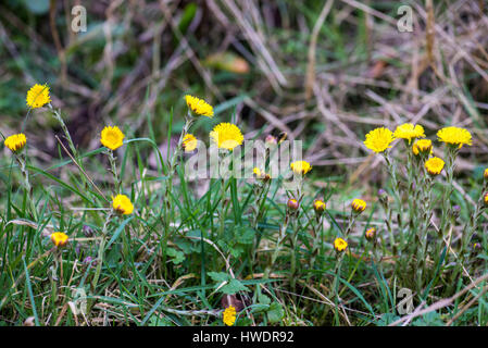 Huflattich (Tussilago Farfara). Eine Pflanze von kalkhaltigen Lehmböden im zeitigen Frühjahr. Früher als pflanzliches Heilmittel gegen Husten und Asthma. Stockfoto