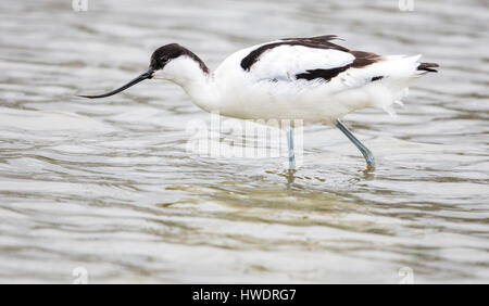 Pied Avocet Recurvirostra Avosetta Fütterung in einer flachen Lagune an der Severn-Mündung in Gloucestershire UK Stockfoto