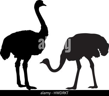 Abstraktes Vektor-Illustration von Strauß Stock Vektor