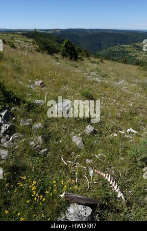 Frankreich, Lozère, Causses und Cevennen, als Weltkulturerbe von der UNESCO, der Nationalpark der Cevennen, Causse Mejean, Schafe Knochen, Mahlzeit Überrest von Geiern, die Gänsegeier Federn (Tylose in fulvus) Stockfoto