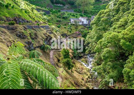 Portugal, Azoren, Insel Sao Miguel, Nordküste, Achada, Ribeira Dos Caldeiroes Nature Park Stockfoto