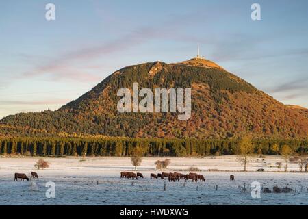 Frankreich, regionalen Naturpark der Auvergne Vulkane, Puy de Dome, Orcines, Chaine des Puys Herde von Kühen vor Vulkan Puy de Dome Stockfoto