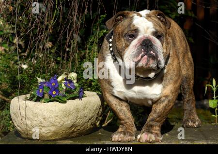 Englische Bulldogge (Canis Lupus Familiaris) Stockfoto