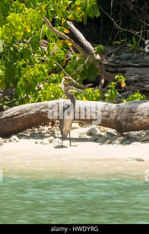 Groß-billed Reiher, Ardea Sumatrana im Ujung Kudon National Park, Java, Indonesien Stockfoto