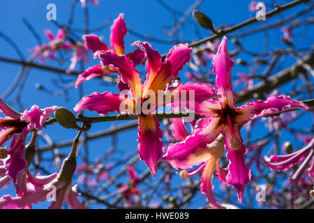 Blumen von einem Seide Zahnseide Baum (Ceiba Speciosa) Stockfoto
