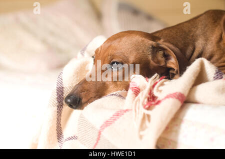 Dackel-Porträt auf weißen Bett liegend mit traurigen Gesichtsausdruck Stockfoto