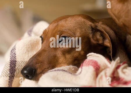 Dackel-Porträt auf weißen Bett liegend mit traurigen Gesichtsausdruck Stockfoto