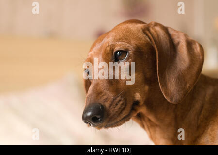 Dackel-Porträt auf weißen Bett liegend mit traurigen Gesichtsausdruck Stockfoto