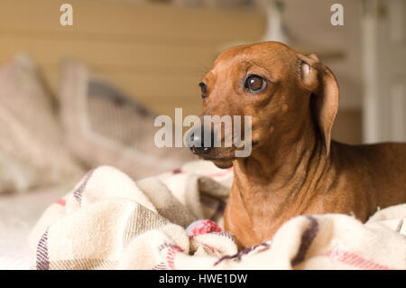 Dackel-Porträt auf weißen Bett liegend mit traurigen Gesichtsausdruck Stockfoto