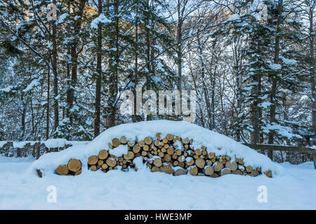 Schneebedeckte Bäume und Protokolle im winter Stockfoto
