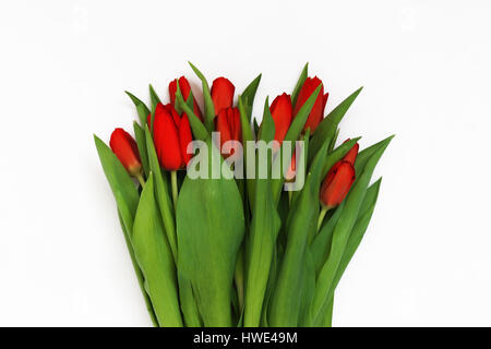 Großen Blumenstrauß frisch Burgund-rote Tulpen, isoliert auf weißem Hintergrund. Stockfoto