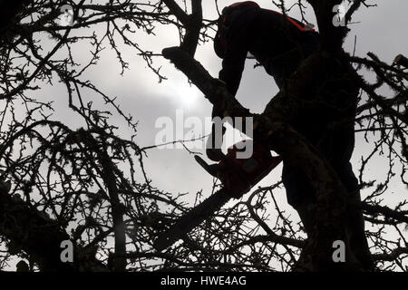 Holzfäller, Baumpfleger oder Baumpfleger geht auf eine Kartbahn, einen Bramley-Baum mit einer Motorsäge Husqvarna pollard Stockfoto