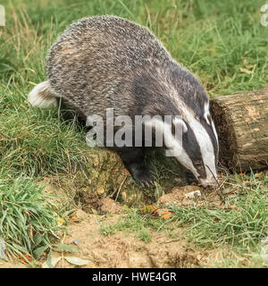 Dachs (Meles Meles) Graben für Würmer Berkshire UK Stockfoto