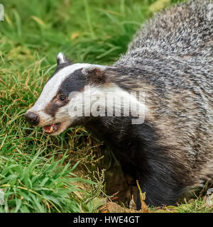 Dachs (Meles Meles) Graben für Würmer Berkshire UK Stockfoto