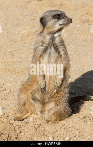 Erdmännchen (Suricata Suricatta). Diensthabende Wächter. Stockfoto