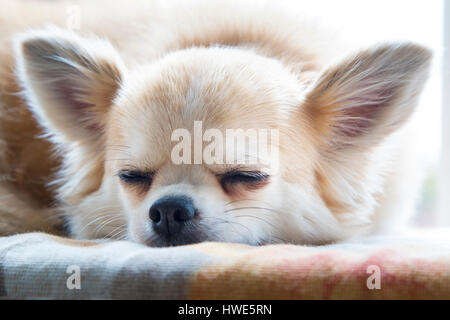 Langhaarige Chuhuahua Haustier Hund. Stockfoto