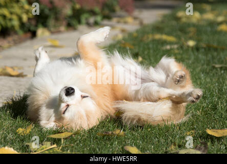 Langhaarige Chuhuahua Haustier Hund. Stockfoto