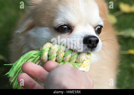 Langhaarige Chuhuahua Haustier Hund. Stockfoto