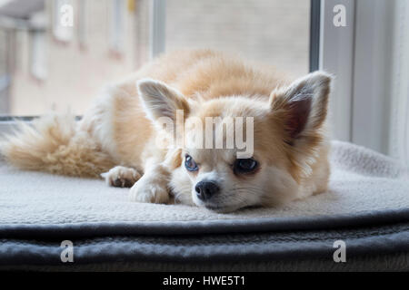 Langhaarige Chuhuahua Haustier Hund. Stockfoto