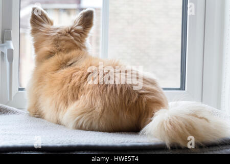 Langhaarige Chuhuahua Haustier Hund. Stockfoto