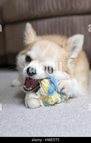 Langhaarige Chuhuahua Haustier Hund. Stockfoto