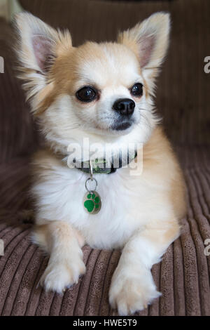 Langhaarige Chuhuahua Haustier Hund. Stockfoto