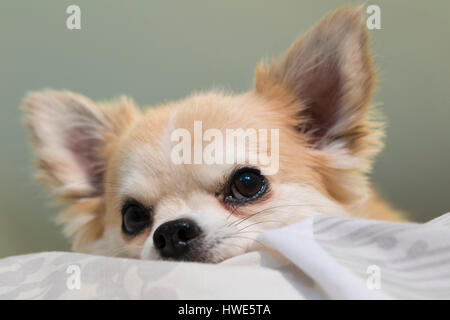 Langhaarige Chuhuahua Haustier Hund. Stockfoto