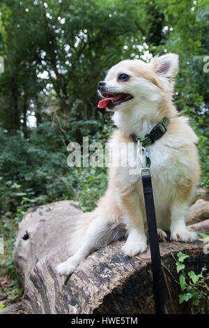 Langhaarige Chuhuahua Haustier Hund. Stockfoto