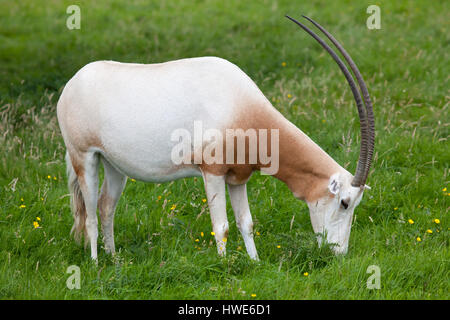 Scimitar-horned Oryx stehend in einem Feld Stockfoto