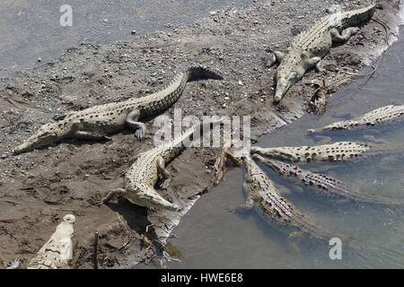 Amerikanisches Krokodil (Crocodylus Acutus). Mittelamerika, Costa Rica, Puntarenas, Carara Stockfoto