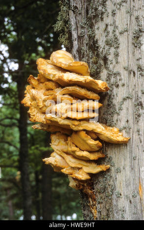 Schwefel-Porling, Schwefelporling, Porling, Laetiporus Sulphureus Polypore Schwefel, Schwefel Regal, Hähnchen Pilz Stockfoto