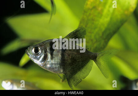 Trauermantelsalmler, Trauermantel-Salmler, Gymnocorymbus Ternetzi, schwarze Tetra, schwarzen Rock Tetra, Petticoat Tetra, schwarzen Rock hoch-Fin Tetra, schwarz Stockfoto