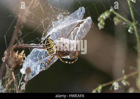 Wespenspinne, Zebraspinne, Argiope Bruennichi, Spinne in Dachmarke Netz Mit Einer Libelle als Beute, schwarz und gelb Argiope, schwarz und gelb Garten Spi Stockfoto