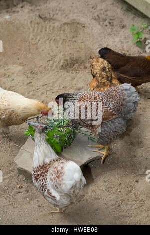 Wildkräuter Für Hühner, Hühner nochmals Geerntete Kräuter. Spitz-Wegerich, Löwenzahn, Gänseblümchen, Giersch, Beifuß. Spitzwegerich, Blütenknospe, Wege Stockfoto