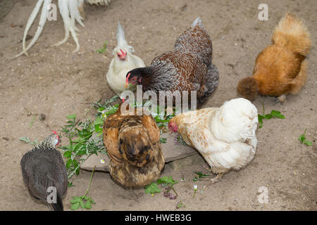 Wildkräuter Für Hühner, Hühner nochmals Geerntete Kräuter. Spitz-Wegerich, Löwenzahn, Gänseblümchen, Giersch, Beifuß. Spitzwegerich, Blütenknospe, Wege Stockfoto