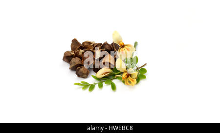 Pflanzliche Moringa Blätter mit Blumen und Samen über weißem Hintergrund Stockfoto
