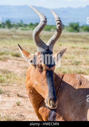 Closeup Portrait eine rote Kuhantilope Antilope Stockfoto