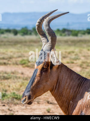 Closeup Portrait eine rote Kuhantilope Antilope Stockfoto