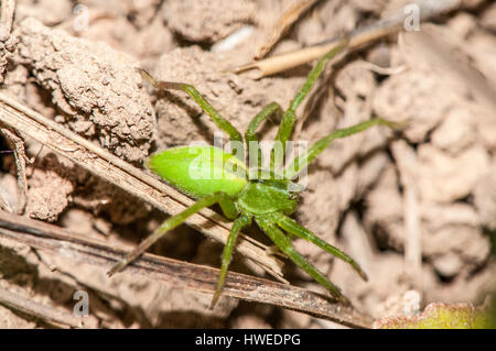 grüne Jäger (Micrommata Virescens), Spinne auf dem Boden Stockfoto